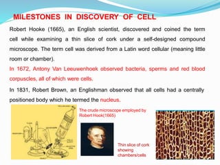 MILESTONES IN DISCOVERY OF CELL
Robert Hooke (1665), an English scientist, discovered and coined the term
cell while examining a thin slice of cork under a self-designed compound
microscope. The term cell was derived from a Latin word cellular (meaning little
room or chamber).
In 1672, Antony Van Leeuwenhoek observed bacteria, sperms and red blood
corpuscles, all of which were cells.
In 1831, Robert Brown, an Englishman observed that all cells had a centrally
positioned body which he termed the nucleus.
The crude microscope employed by
Robert Hook(1665)
Thin slice of cork
showing
chambers/cells
 