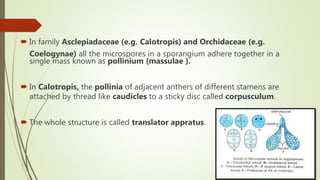  In family Asclepiadaceae (e.g. Calotropis) and Orchidaceae (e.g.
Coelogynae) all the microspores in a sporangium adhere together in a
single mass known as pollinium (massulae ).
 In Calotropis, the pollinia of adjacent anthers of different stamens are
attached by thread like caudicles to a sticky disc called corpusculum.
 The whole structure is called translator appratus.
 