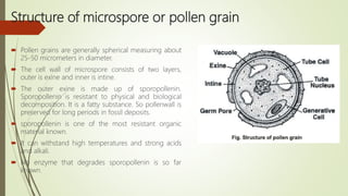 Structure of microspore or pollen grain
 Pollen grains are generally spherical measuring about
25-50 micrometers in diameter.
 The cell wall of microspore consists of two layers,
outer is exine and inner is intine.
 The outer exine is made up of sporopollenin.
Sporopollenin is resistant to physical and biological
decomposition. It is a fatty substance. So pollenwall is
preserved for long periods in fossil deposits.
 sporopollenin is one of the most resistant organic
material known.
 It can withstand high temperatures and strong acids
and alkali.
 No enzyme that degrades sporopollenin is so far
known.
 