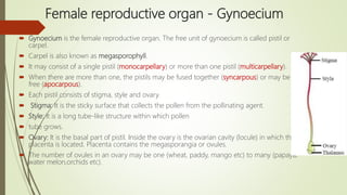 Female reproductive organ - Gynoecium
 Gynoecium is the female reproductive organ. The free unit of gynoecium is called pistil or
carpel.
 Carpel is also known as megasporophyll.
 It may consist of a single pistil (monocarpellary) or more than one pistil (multicarpellary).
 When there are more than one, the pistils may be fused together (syncarpous) or may be
free (apocarpous).
 Each pistil consists of stigma, style and ovary.
 Stigma: It is the sticky surface that collects the pollen from the pollinating agent.
 Style: It is a long tube-like structure within which pollen
 tube grows.
 Ovary: It is the basal part of pistil. Inside the ovary is the ovarian cavity (locule) in which the
placenta is located. Placenta contains the megasporangia or ovules.
 The number of ovules in an ovary may be one (wheat, paddy, mango etc) to many (papaya,
water melon,orchids etc).
 