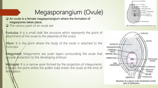 Megasporangium (Ovule)
 An ovule is a female megasporangium where the formation of
megaspores takes place.
 The various parts of an ovule are:
Funiculus: It is a small stalk like structure which represents the point of
attachment of the ovule to the placenta of the ovary.
Hilum: It is the point where the body of the ovule is attached to the
Funiculus.
Integument: Integuments are outer layers surrounding the ovule that
provide protection to the developing embryo.
Micropyle: It is a narrow pore formed by the projection of integuments.
It marks the point where the pollen tube enters the ovule at the time of
fertilisation.
 