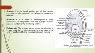  Chalaza: It is the basal swollen part of the nucellus
(opposite the micropylar end) from where the integuments
originate.
 Nucellus: It is a mass of parenchymatous tissue
surrounded by integuments from the outside. Nucellus
provides nutrition to the developing embryo.
 Embryo sac: The embryo sac or female gametophyte is
located inside the nucellus. An ovule generally has a single
embryo sac formed from a megaspore through meiosis.
 