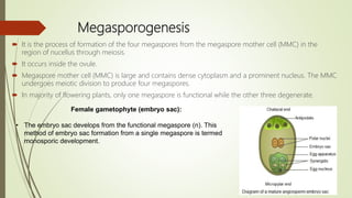 Megasporogenesis
 It is the process of formation of the four megaspores from the megaspore mother cell (MMC) in the
region of nucellus through meiosis.
 It occurs inside the ovule.
 Megaspore mother cell (MMC) is large and contains dense cytoplasm and a prominent nucleus. The MMC
undergoes meiotic division to produce four megaspores.
 In majority of flowering plants, only one megaspore is functional while the other three degenerate.
Female gametophyte (embryo sac):
• The embryo sac develops from the functional megaspore (n). This
method of embryo sac formation from a single megaspore is termed
monosporic development.
 