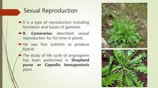 Sexual Reproduction
 It is a type of reproduction including
formation and fusion of gametes.
 R. Camerarius described sexual
reproduction for fist time in plants.
 He was first scientist to produce
hybrid.
 The study of life cycle of angiosperm
has been performed in Shepherd
purse or Capsella bursapestoris
plant.
 