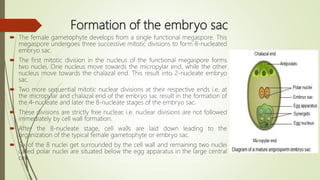 Formation of the embryo sac
 The female gametophyte develops from a single functional megaspore. This
megaspore undergoes three successive mitotic divisions to form 8-nucleated
embryo sac.
 The first mitotic division in the nucleus of the functional megaspore forms
two nuclei. One nucleus move towards the micropylar end, while the other
nucleus move towards the chalazal end. This result into 2-nucleate embryo
sac.
 Two more sequential mitotic nuclear divisions at their respective ends i.e. at
the micropylar and chalazal end of the embryo sac result in the formation of
the 4-nucleate and later the 8-nucleate stages of the embryo sac.
 These divisions are strictly free nuclear, i.e. nuclear divisions are not followed
immediately by cell wall formation.
 After the 8-nucleate stage, cell walls are laid down leading to the
organization of the typical female gametophyte or embryo sac.
 Six of the 8 nuclei get surrounded by the cell wall and remaining two nuclei
called polar nuclei are situated below the egg apparatus in the large central
cell.
 