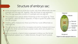 Structure of embryo sac:
 At the micropylar end out of the four nuclei, only three differentiate into two
synergids and one egg cell. Together they are known as egg apparatus.
Thus, the egg apparatus consists of 2 synergids and one egg cell.
 The synergids have special cellular thickenings at the micropylar tip. These
are together called the filiform apparatus. It helps to guide the pollen tubes
into the synergid.
 Similarly, at the chalazal end, three out of the four nuclei differentiate as
antipodal cells.
 The remaining two cells (of the micropylar end and the chalazal end) move
towards the center and are known as polar nuclei, which are situated in a
large central cell.
 Hence, at maturity, a typical mature angiosperm embryo sac (the female
gametophyte) appears as a 7-celled structure, though it has 8-nucleate.
 