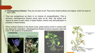 • They are autogamous as there is no chance of crosspollination. This is
because; cleistogamous flowers never open at all. Also, the anther and
stigma lie close to each other in these flowers. Hence only self pollination is
possible in these flowers.
• When anthers dehisce in the flower buds, pollen grains come in contact with
the stigma for pollination. Cleistogamous flowers produce assured seed-set
even in the absence of pollinators.
 Cleistogamous flowers: They do not open at all. They have closed anthers and stigma, which lie close to
each other.
 