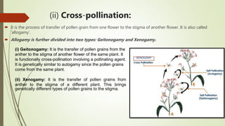 (ii) Cross-pollination:
 It is the process of transfer of pollen grain from one flower to the stigma of another flower. It is also called
‘allogamy’.
 Allogamy is further divided into two types: Geitonogamy and Xenogamy.
(i) Geitonogamy: It is the transfer of pollen grains from the
anther to the stigma of another flower of the same plant. It
is functionally cross-pollination involving a pollinating agent.
It is genetically similar to autogamy since the pollen grains
come from the same plant.
(ii) Xenogamy: It is the transfer of pollen grains from
anther to the stigma of a different plant. This brings
genetically different types of pollen grains to the stigma.
XENOGAMY
 