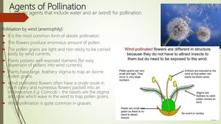 Agents of Pollination
1. Abiotic agents that include water and air (wind) for pollination.
Pollination by wind (anemophily):
 It is the most common form of abiotic pollination.
 The flowers produce enormous amount of pollen.
 The pollen grains are light and non-sticky to be carried
easily by wind currents.
 Plants possess well-exposed stamens (for easy
dispersion of pollens into wind currents).
 Plants have large, feathery stigma to trap air-borne
pollen grains.
 Wind pollinated flowers often have a single ovule in
each ovary and numerous flowers packed into an
inflorescence.E.g. Corncob – the tassels are the stigma
and style which wave in the wind to trap pollen grains.
 Wind-pollination is quite common in grasses.
 