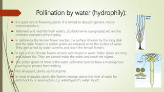 Pollination by water (hydrophily):
 It is quite rare in flowering plants. It is limited to about30 genera, mostly
monocotyledons.
 Vallisneria and Hydrilla (fresh water), Zostera(marine sea-grasses) etc are the
common examples of hydrophily.
 In Vallisneria, the female flower reaches the surface of water by the long stalk
and the male flowers or pollen grains are released on to the surface of water.
They are carried by water currents and reach the female flowers.
 In sea grasses, female flowers remain submerged in water. Pollen grains are long
and ribbon like. They are carried inside the water and reach the stigma.
 The pollen grains of most of the water-pollinated species have a mucilaginous
covering to protect from wetting.
 Not all aquatic plants use hydrophily.
 In most of aquatic plants, the flowers emerge above the level of water for
entomophily or anemophily. E.g. waterhyacinth, water lily etc.
Female
flower
 