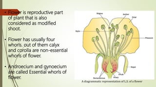 A diagrammatic representation of L.S. of a flower
• Flower is reproductive part
of plant that is also
considered as modified
shoot.
• Flower has usually four
whorls. out of them calyx
and corolla are non-essential
whorls of flower.
• Androecium and gynoecium
are called Essential whorls of
flower.
 
