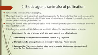 2. Biotic agents (animals) of pollination
 Pollination by animals is known as zoophily.
 Majority of flowering plants use animals as pollinating agents. E.g. Bees, butterflies, flies, beetles, wasps, ants,
moths, birds (sunbirds and humming birds) bats, some primates (lemurs), arboreal (tree-dwelling) rodents,
reptiles (gecko lizard and garden lizard) etc.
 Among the animals, insect particularly by bees is more common agents for pollination. Pollination by insects is
known as Entomophily.
 Often flowers of animal pollinated plants are specifically adapted for a particular species of animal.
Depending on the type of animals which acts as an agent, it is of following types.
 Ornithophily: Cross-pollination is favoured by birds. E.g.: Bignonia.
 Chiropterophily: Cross-pollination is favoured by bats. E.g.: Kigetia pinnata
 Entomophily: The cross-pollination takes place by insects. It is the most common type of
zoophily. E.g.: Cestrum nocturmum
 