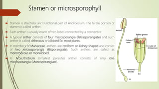 Stamen or microsporophyll
 Stamen is structural and functional part of Androecium. The fertile portion of
stamen is called anther.
 Each anther is usually made of two lobes connected by a connective.
 A typical anther consists of four microsporangia (Tetrasporangiate) and such
anther is called dithecous or bilobed Ex: most plants.
 In members of Malvaceae, anthers are reniform or kidney shaped and consist
of two microsporangia (Bisporangiate). Such anthers are called as
monothecous or monolobed.
 In Arceuthobium (smallest parasite) anther consists of only one
microsporangia (Monosporangiate).
 