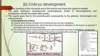 (b) Embryo development
 Embryo develops at the micropylar end of the embryo sac where the zygote is situated.
 The early embryonic developments (embryogeny)is similar in monocotyledons and
dicotyledons, though the seeds differ greatly.
 The zygote gives rise to the proembryoand subsequently to the globular, heart-shaped and
mature embryo.
(i) Dicotyledonous embryo
 A typical dicot embryo consists of an embryonal axis and two cotyledons.
 The portion of embryonal axis, which lies above the level of cotyledons is the known as epicotyl. It
terminates with the plumule (shoot tip).
 The cylindrical portion of the embryonal axis, which lies below the level of cotyledons, is hypocotyl.
It terminates with the radicle (root tip). The root tip is covered with a root cap.
 