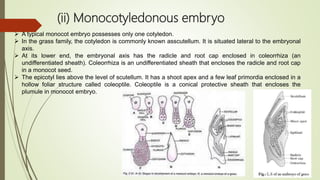 (ii) Monocotyledonous embryo
 A typical monocot embryo possesses only one cotyledon.
 In the grass family, the cotyledon is commonly known asscutellum. It is situated lateral to the embryonal
axis.
 At its lower end, the embryonal axis has the radicle and root cap enclosed in coleorrhiza (an
undifferentiated sheath). Coleorrhiza is an undifferentiated sheath that encloses the radicle and root cap
in a monocot seed.
 The epicotyl lies above the level of scutellum. It has a shoot apex and a few leaf primordia enclosed in a
hollow foliar structure called coleoptile. Coleoptile is a conical protective sheath that encloses the
plumule in monocot embryo.
 