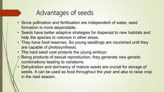 Advantages of seeds
• Since pollination and fertilisation are independent of water, seed
formation is more dependable.
• Seeds have better adaptive strategies for dispersal to new habitats and
help the species to colonize in other areas.
• They have food reserves. So young seedlings are nourished until they
are capable of photosynthesis.
• The hard seed coat protects the young embryo.
• Being products of sexual reproduction, they generate new genetic
combinations leading to variations.
• Dehydration and dormancy of mature seeds are crucial for storage of
seeds. It can be used as food throughout the year and also to raise crop
in the next season.
 