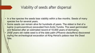 Viability of seeds after dispersal
• In a few species the seeds lose viability within a few months. Seeds of many
species live for several years.
• Some seeds can remain alive for hundreds of years. The oldest is that of a
lupine (Lupinusarcticus) excavated from Arctic Tundra. The seed germinated
and flowered after an estimated record of 10,000 years of dormancy.
• 2000 years old viable seed is of the date palm (Phoenix dactylifera) discovered
during the archeological excavation at King Herod’s palace near the Dead
Sea.
 