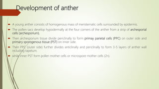 Development of anther
 A young anther consists of homogenous mass of meristematic cells surrounded by epidermis.
 The pollen sacs develop hypodermally at the four corners of the anther from a strip of archesporial
cells (archesporium).
 Then archesporium tissue divide periclinally to form primay parietal cells (PPC) on outer side and
primary sporogenous tissue (PST) on inner side.
 Then PPC (outer side) further divides anticlinally and periclinally to form 3-5 layers of anther wall
including tapetum.
 while inner PST form pollen mother cells or microspore mother cells (2n).
 