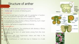 Structure of anther
 It involves anther wall and sporogenous tissues.
 1. Anther wall : It consists of following parts
 A. Epidermis :
 It is first formed layer of anther wall. It is protective in function.
outer most parietal single layer of thin walled cells.
 The cells of epidermis may become binucleate in Zeuxine.
 In Arceuthobium, they develop a fibrous thickening. Such a layer
is designated as exothecium.
 In Morus, the epidermis degenerates at maturity.
 B. Endothecium :
 It lies in side epidermis. The endothecial cells develop a fibrous
thickening containing cellulose.
 It appears in the form of radial bands arising from the inner
tangential wall.
 Its stomium cells have hygroscopic nature and help in the
dehiscence of the anther.
 Usually Endothecium is 1-cell thick but in Chelone it is 2-cells
thick.
Middlelayers
Connective
Epidermis
Endothecium
Sporogenous
tissue
Tapetum
 