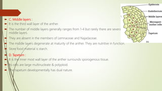  C. Middle layers :
 It is the third wall layer of the anther.
 The number of middle layers generally ranges from 1-4 but rarely there are several
middle layers.
 They are absent in the members of Lemnaceae and Najadaceae.
 The middle layers degenerate at maturity of the anther. They are nutritive in function.
 Store food material is starch.
 D. Tapetum :
 It is the inner most wall layer of the anther surrounds sporogenous tissue.
 Its cells are large multinucleate & polyploid.
 The tapetum developmentally has dual nature.
 