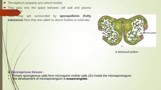  The tapetum prepares pro-ubisch bodies.
 They pass into the space between cell wall and plasma
membrane.
 Here they get surrounded by sporopollenin (Fatty
substance) Now they are called as ubisch bodies or orbicules.
A dehisced anther
2. Sporogenous tissues :
• Primary sporogenous cells form microspore mother cells (2n) inside the microsporangium.
• The development of microsporangium is eusporangiate.
 