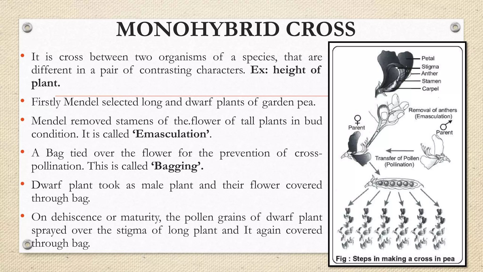 MONOHYBRID CROSS
• It is cross between two organisms of a species, that are
different in a pair of contrasting characters. Ex: height of
plant.
• Firstly Mendel selected long and dwarf plants of garden pea.
• Mendel removed stamens of the.flower of tall plants in bud
condition. It is called ‘Emasculation’.
• A Bag tied over the flower for the prevention of cross-
pollination. This is called ‘Bagging’.
• Dwarf plant took as male plant and their flower covered
through bag.
• On dehiscence or maturity, the pollen grains of dwarf plant
sprayed over the stigma of long plant and It again covered
through bag.
 