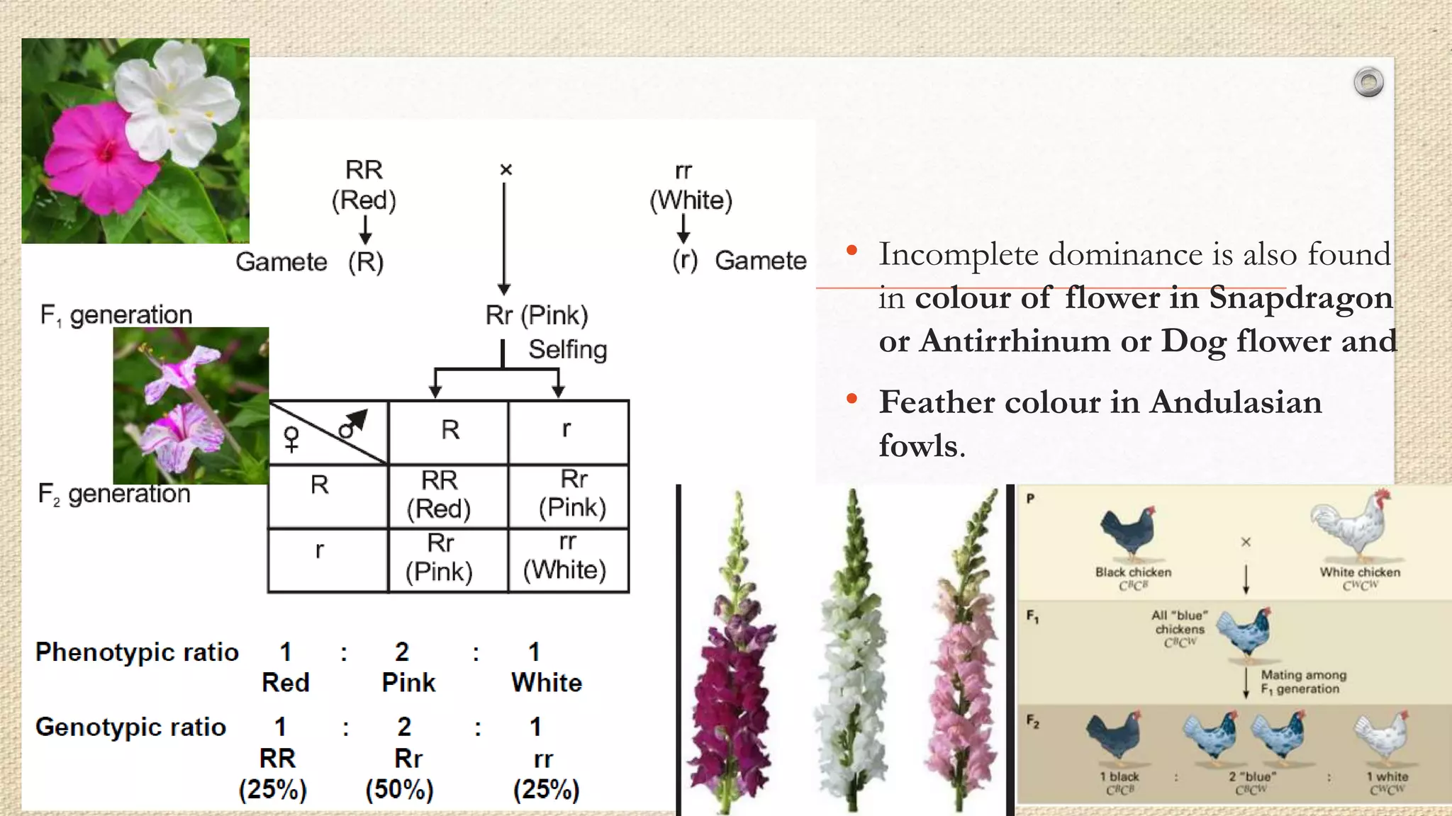 • Incomplete dominance is also found
in colour of flower in Snapdragon
or Antirrhinum or Dog flower and
• Feather colour in Andulasian
fowls.
 