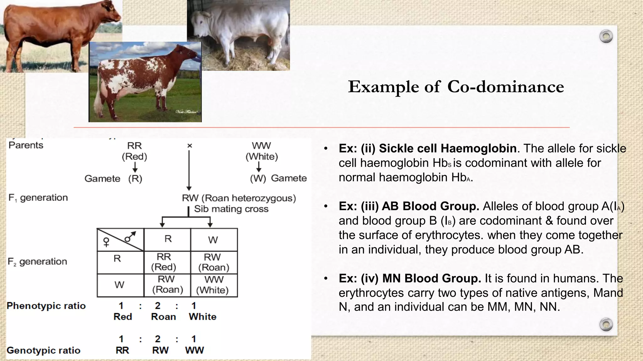• Ex: (ii) Sickle cell Haemoglobin. The allele for sickle
cell haemoglobin HbS is codominant with allele for
normal haemoglobin HbA.
• Ex: (iii) AB Blood Group. Alleles of blood group A(IA)
and blood group B (IB) are codominant & found over
the surface of erythrocytes. when they come together
in an individual, they produce blood group AB.
• Ex: (iv) MN Blood Group. It is found in humans. The
erythrocytes carry two types of native antigens, Mand
N, and an individual can be MM, MN, NN.
Example of Co-dominance
 