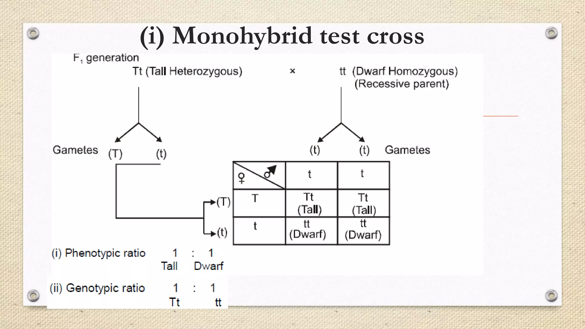 (i) Monohybrid test cross
 