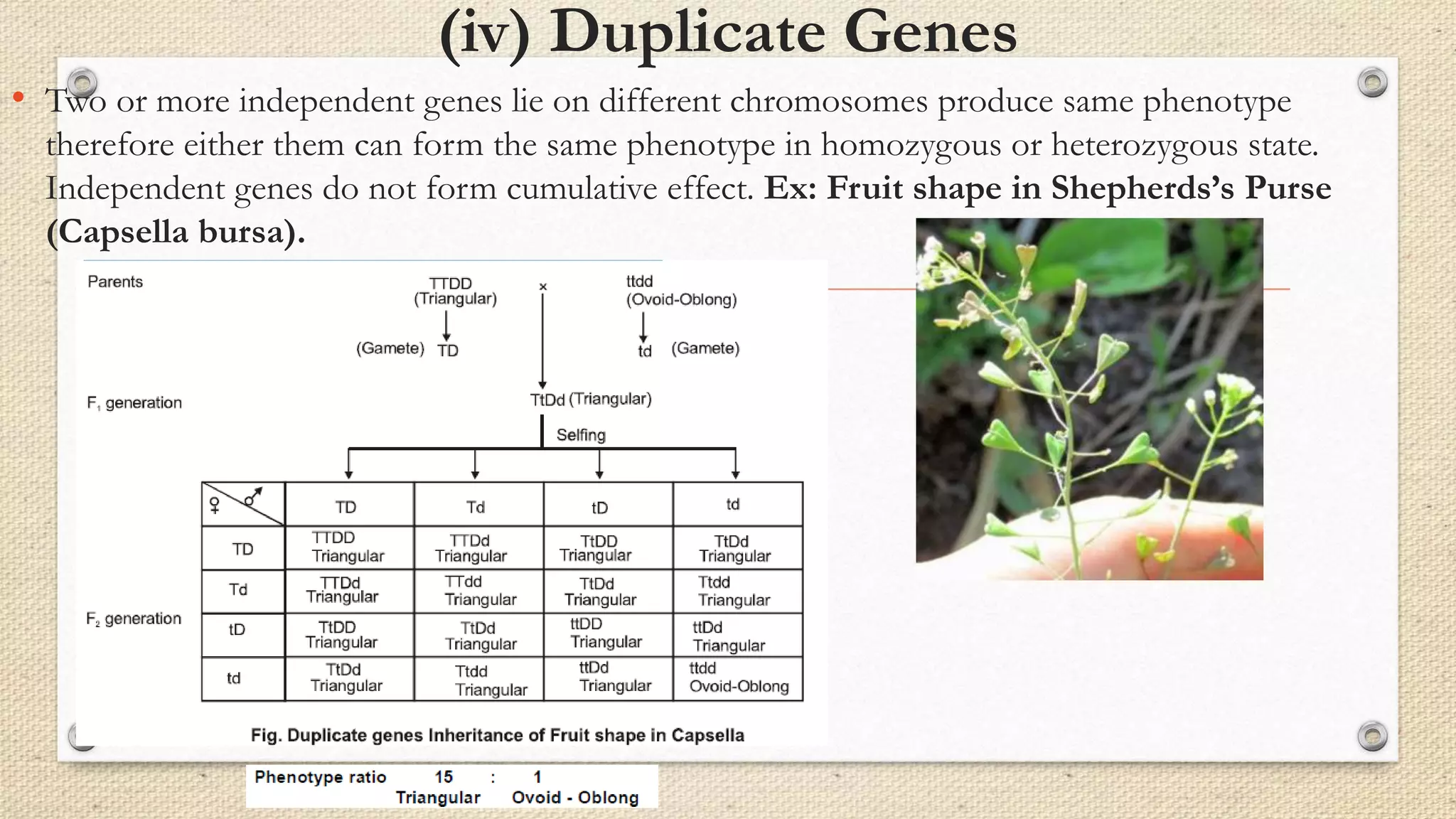 (iv) Duplicate Genes
• Two or more independent genes lie on different chromosomes produce same phenotype
therefore either them can form the same phenotype in homozygous or heterozygous state.
Independent genes do not form cumulative effect. Ex: Fruit shape in Shepherds’s Purse
(Capsella bursa).
 