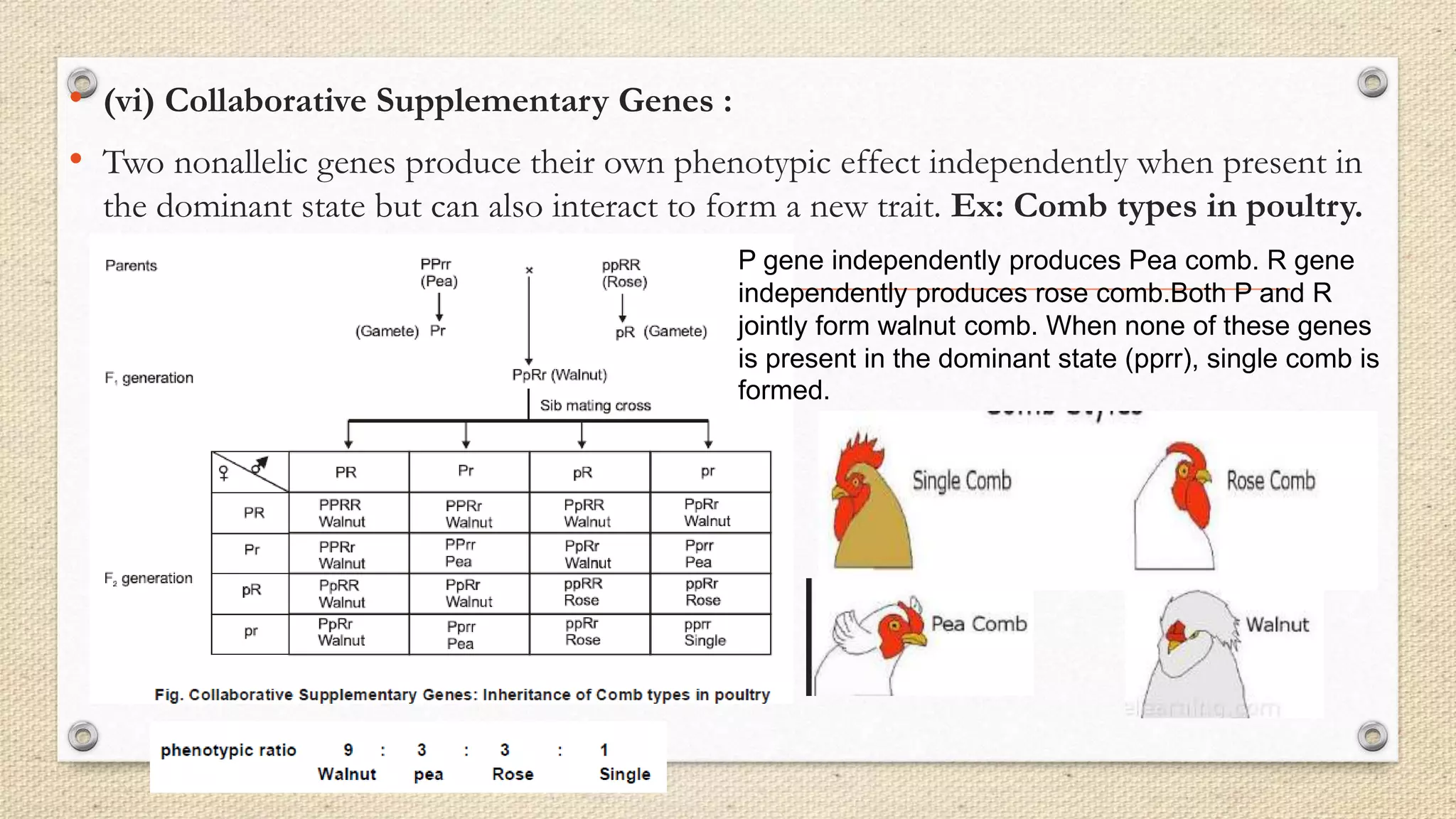 • (vi) Collaborative Supplementary Genes :
• Two nonallelic genes produce their own phenotypic effect independently when present in
the dominant state but can also interact to form a new trait. Ex: Comb types in poultry.
P gene independently produces Pea comb. R gene
independently produces rose comb.Both P and R
jointly form walnut comb. When none of these genes
is present in the dominant state (pprr), single comb is
formed.
 