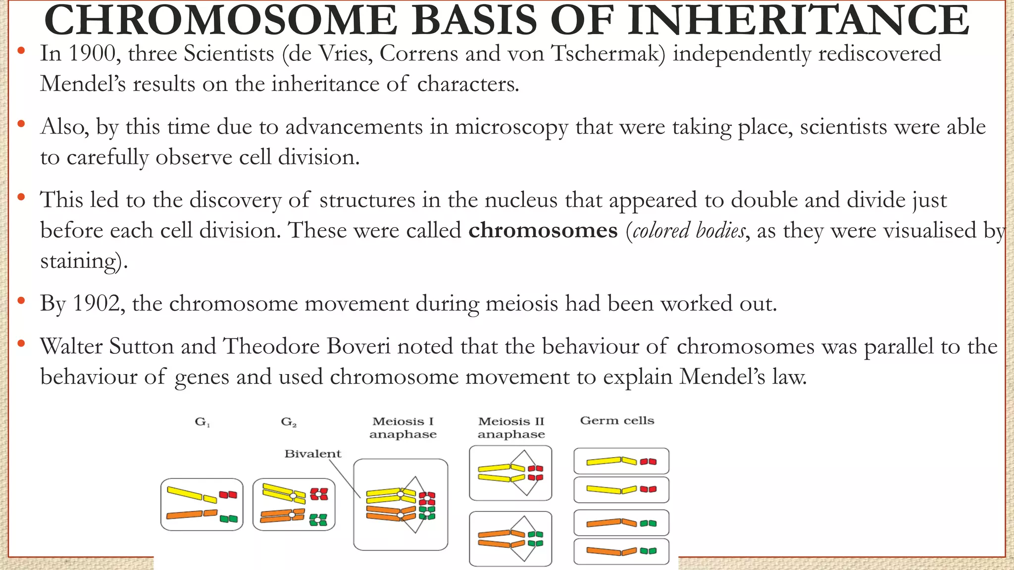 CHROMOSOME BASIS OF INHERITANCE
• In 1900, three Scientists (de Vries, Correns and von Tschermak) independently rediscovered
Mendel’s results on the inheritance of characters.
• Also, by this time due to advancements in microscopy that were taking place, scientists were able
to carefully observe cell division.
• This led to the discovery of structures in the nucleus that appeared to double and divide just
before each cell division. These were called chromosomes (colored bodies, as they were visualised by
staining).
• By 1902, the chromosome movement during meiosis had been worked out.
• Walter Sutton and Theodore Boveri noted that the behaviour of chromosomes was parallel to the
behaviour of genes and used chromosome movement to explain Mendel’s law.
 