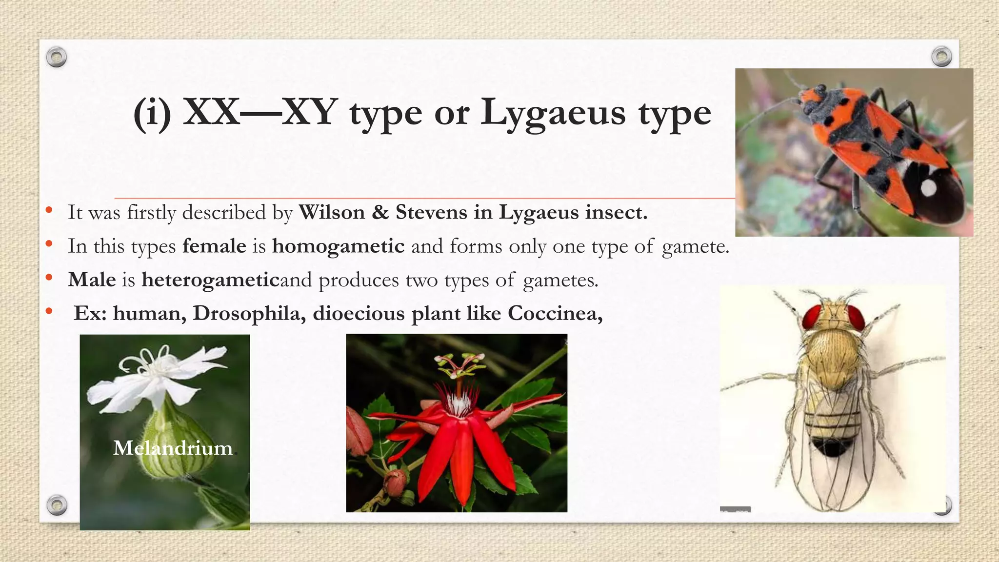 (i) XX—XY type or Lygaeus type
• It was firstly described by Wilson & Stevens in Lygaeus insect.
• In this types female is homogametic and forms only one type of gamete.
• Male is heterogameticand produces two types of gametes.
• Ex: human, Drosophila, dioecious plant like Coccinea,
Melandrium.
 