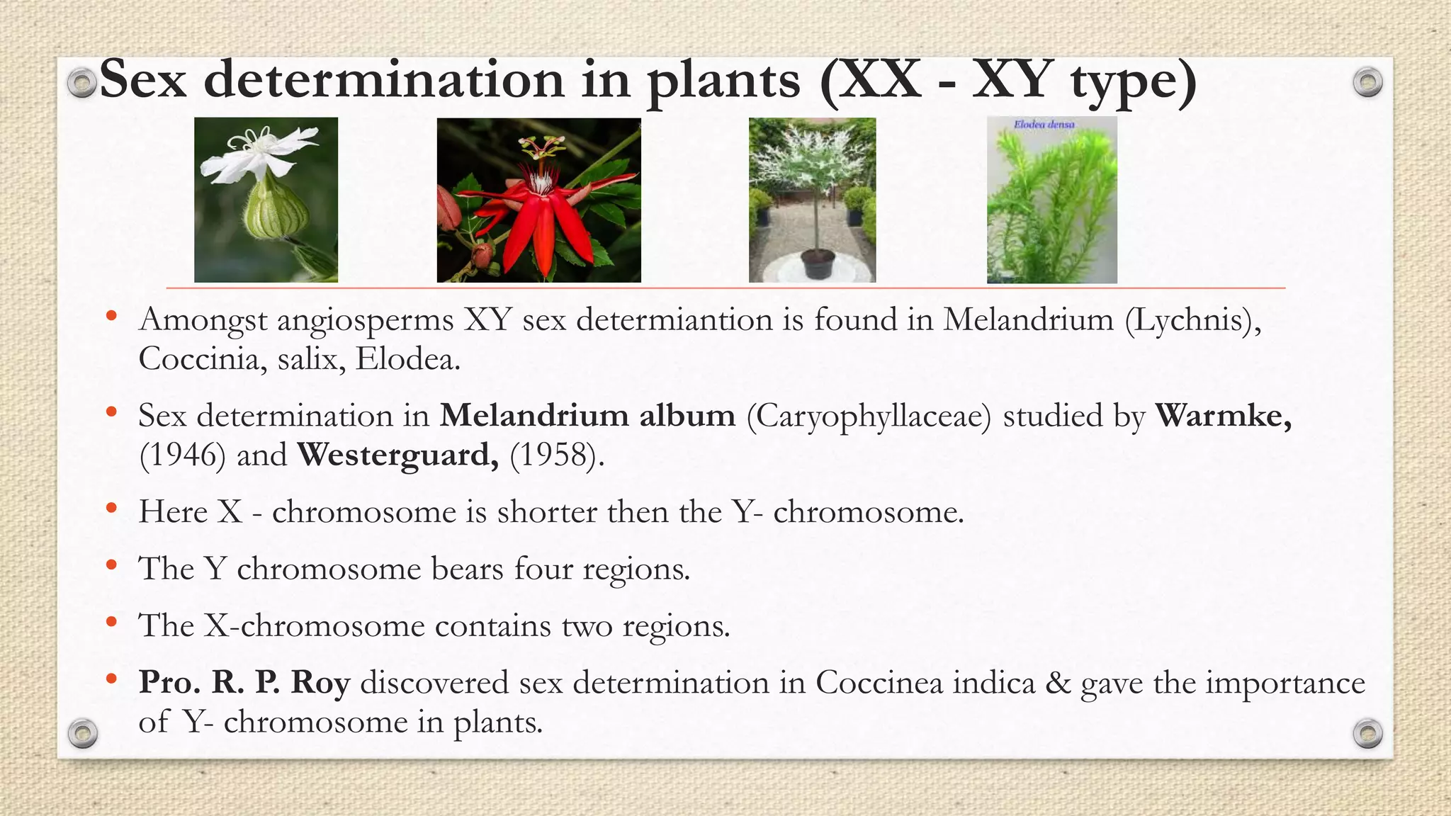 Sex determination in plants (XX - XY type)
• Amongst angiosperms XY sex determiantion is found in Melandrium (Lychnis),
Coccinia, salix, Elodea.
• Sex determination in Melandrium album (Caryophyllaceae) studied by Warmke,
(1946) and Westerguard, (1958).
• Here X - chromosome is shorter then the Y- chromosome.
• The Y chromosome bears four regions.
• The X-chromosome contains two regions.
• Pro. R. P. Roy discovered sex determination in Coccinea indica & gave the importance
of Y- chromosome in plants.
 