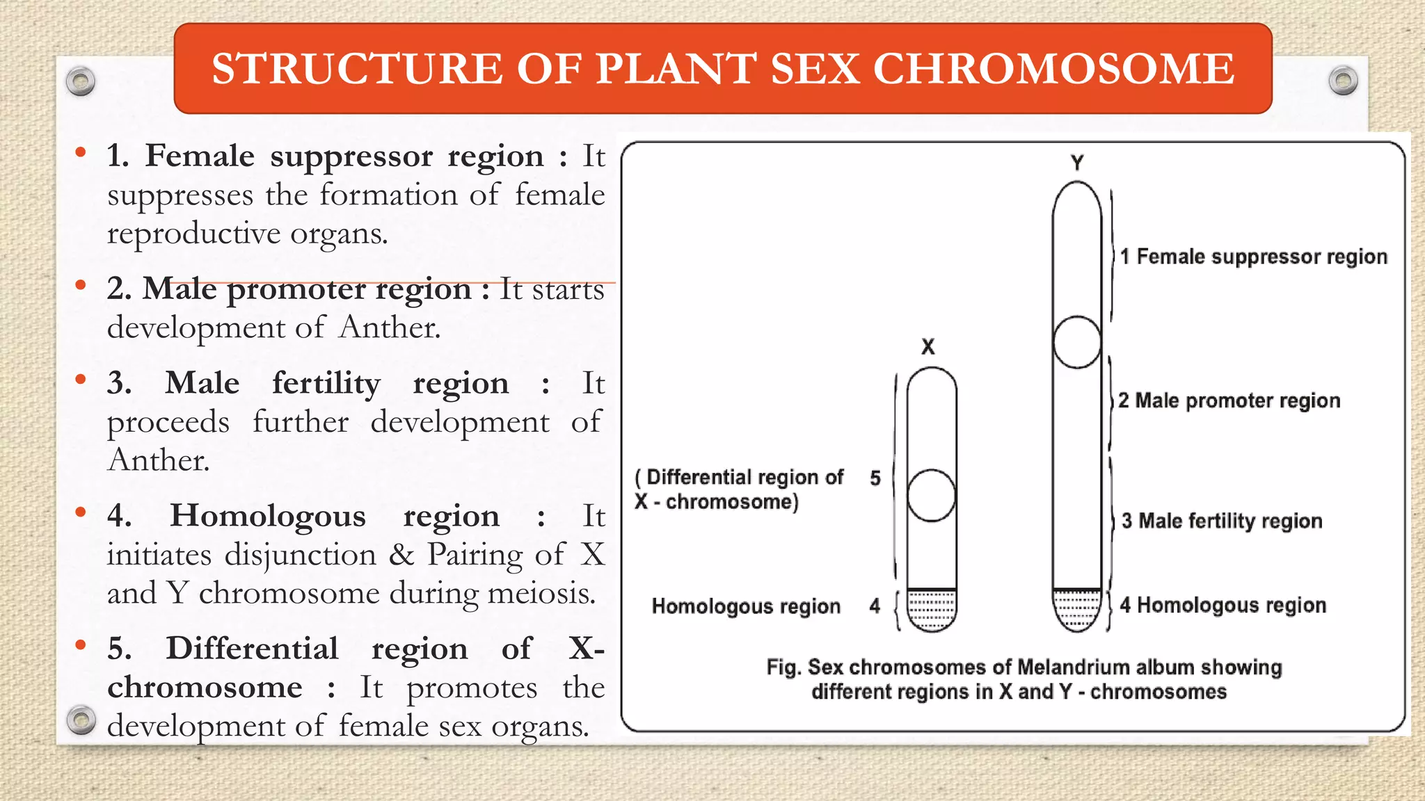 • 1. Female suppressor region : It
suppresses the formation of female
reproductive organs.
• 2. Male promoter region : It starts
development of Anther.
• 3. Male fertility region : It
proceeds further development of
Anther.
• 4. Homologous region : It
initiates disjunction & Pairing of X
and Y chromosome during meiosis.
• 5. Differential region of X-
chromosome : It promotes the
development of female sex organs.
STRUCTURE OF PLANT SEX CHROMOSOME
 