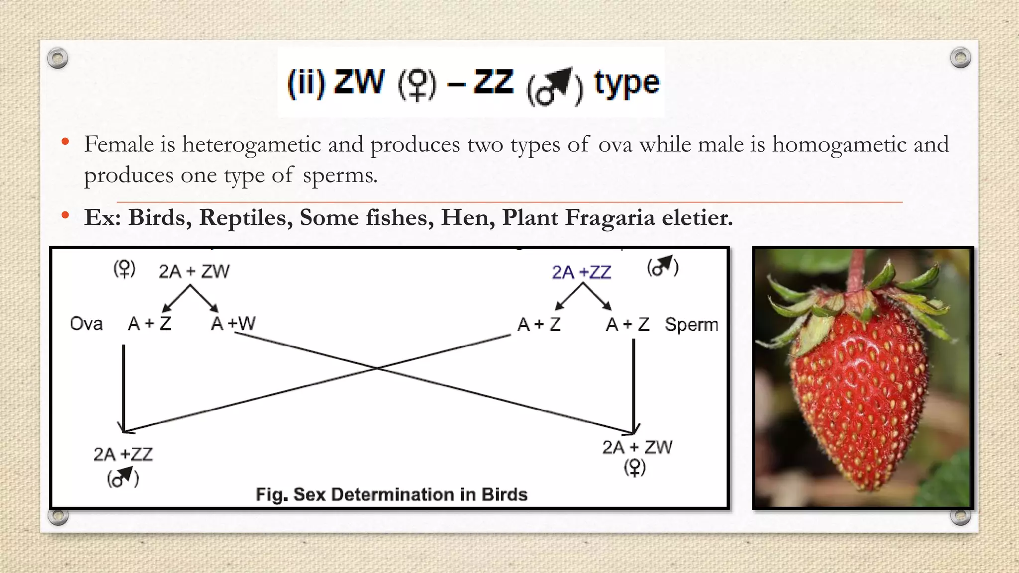 • Female is heterogametic and produces two types of ova while male is homogametic and
produces one type of sperms.
• Ex: Birds, Reptiles, Some fishes, Hen, Plant Fragaria eletier.
 