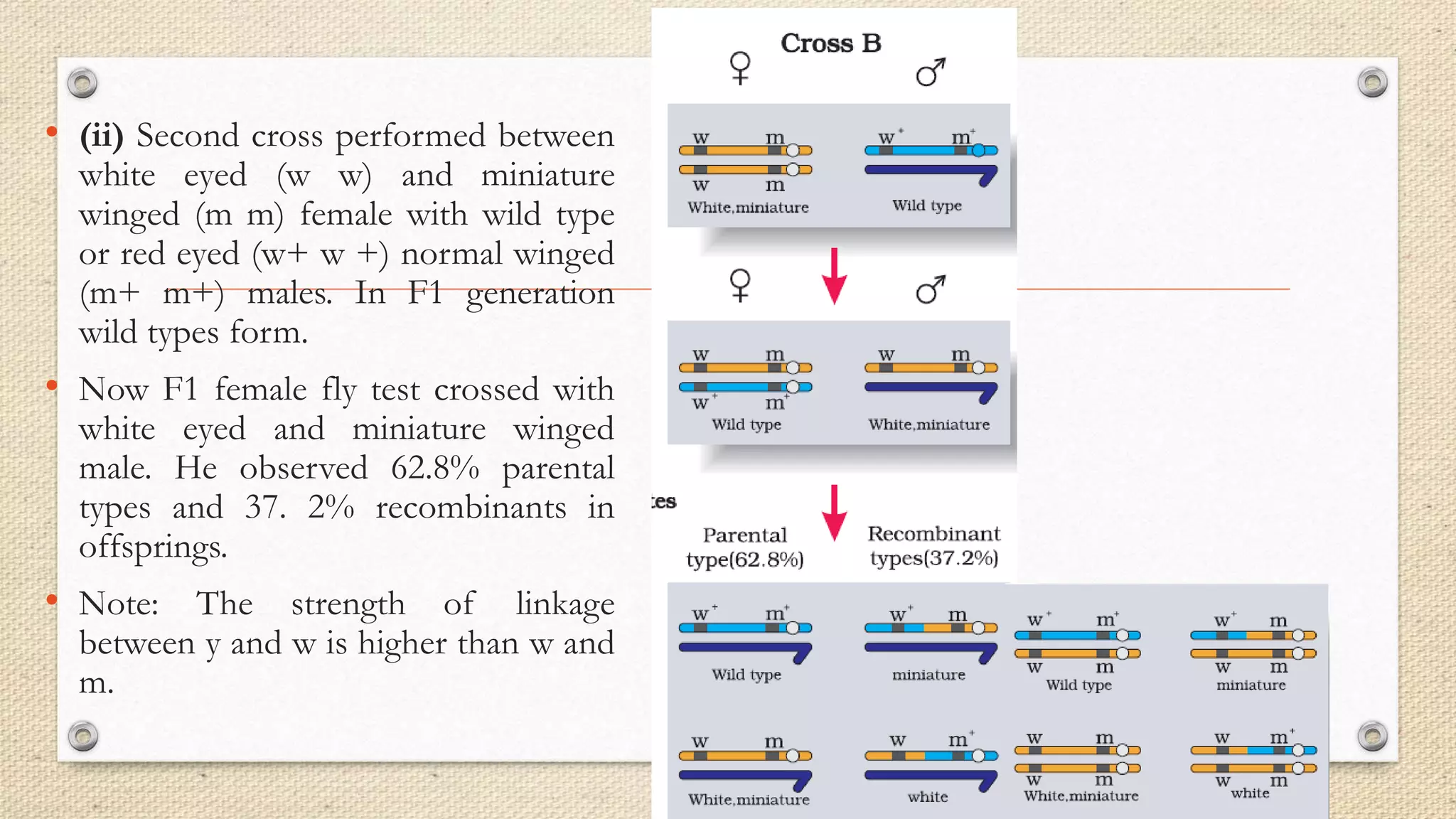 • (ii) Second cross performed between
white eyed (w w) and miniature
winged (m m) female with wild type
or red eyed (w+ w +) normal winged
(m+ m+) males. In F1 generation
wild types form.
• Now F1 female fly test crossed with
white eyed and miniature winged
male. He observed 62.8% parental
types and 37. 2% recombinants in
offsprings.
• Note: The strength of linkage
between y and w is higher than w and
m.
 