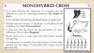 MONOHYBRID CROSS
• It is cross between two organisms of a species, that are
different in a pair of contrasting characters. Ex: height of
plant.
• Firstly Mendel selected long and dwarf plants of garden pea.
• Mendel removed stamens of the.flower of tall plants in bud
condition. It is called ‘Emasculation’.
• A Bag tied over the flower for the prevention of cross-
pollination. This is called ‘Bagging’.
• Dwarf plant took as male plant and their flower covered
through bag.
• On dehiscence or maturity, the pollen grains of dwarf plant
sprayed over the stigma of long plant and It again covered
through bag.
 