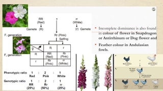 • Incomplete dominance is also found
in colour of flower in Snapdragon
or Antirrhinum or Dog flower and
• Feather colour in Andulasian
fowls.
 