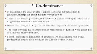 2. Co-dominance
• In codominance the alleles are able to express themselves independently in F1
generation.Ex : (i) Skin colour in Short Horned cattles.
• There are two types of pure cattle, Red and White. On cross-breeding the individuals of
F1 generation are found to have roan colour.
• Here in a heterozygote of F1 generation both alleles express themselves independently.
• The effect is produce due to juxtaposition of small patches of Red and White colour. It is
also known as mosaic inheritance.
• Both the alleles are co-dominant in F1 generation. On inbreeding the roan hybrids
produce three types of cattle-Red Roan and White in the ratio of 1:2:1.
 