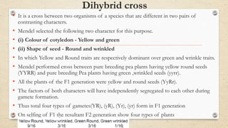 Dihybrid cross
• It is a cross between two organisms of a species that are different in two pairs of
contrasting characters.
• Mendel selected the following two character for this purpose.
• (i) Colour of cotyledon - Yellow and green
• (ii) Shape of seed - Round and wrinkled
• In which Yellow and Round traits are respectively dominant over green and wrinkle traits.
• Mendel performed cross between pure breeding pea plants having yellow round seeds
(YYRR) and pure breeding Pea plants having green ,wrinkled seeds (yyrr).
• All the plants of the F1 generation were yellow and round seeds (YyRr).
• The factors of both characters will have independently segregated to each other during
gamete formation.
• Thus total four types of gametes(YR), (yR), (Yr), (yr) form in F1 generation
• On selfing of F1 the resultant F2 generation show four types of plants
 