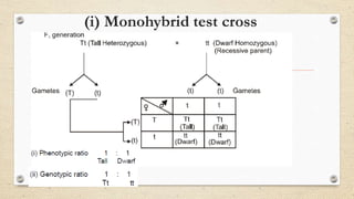 (i) Monohybrid test cross
 
