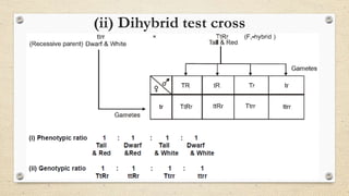 (ii) Dihybrid test cross
 