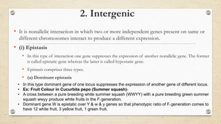 2. Intergenic
• It is nonallelic interaction in which two or more independent genes present on same or
different chromosomes interact to produce a different expression.
• (i) Epistasis
• In this type of interaction one gene suppresses the expression of another nonallelic gene. The former
is called epistatic gene whereas the latter is called hypostatic gene.
• Epistasis comprises three types.
• (a) Dominant epistasis
• In this type dominant gene of one locus suppresses the expression of another gene of different locus.
• Ex: Fruit Colour in Cucurbita pepo (Summer squash)-
• A cross between a pure breeding white summer squash (WWYY) with a pure breeding green summer
squash wwyy produce white fruits in the F1 generation.
• Dominant gene W is epistatic over Y & w & y genes so that phenotypic ratio of F2 generation comes to
have 12 white fruit, 3 yellow fruit, 1 green fruit.
 