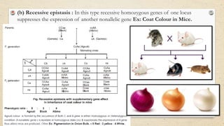 • (b) Recessive epistasis : In this type recessive homozygous genes of one locus
suppresses the expression of another nonallelic gene Ex: Coat Colour in Mice.
 