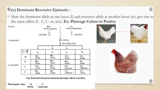 • (c) Dominant Recessive Epistasis :
• Here the dominant allele at one locus (I) and recessive allele at another locus (cc) give rise to
the same effect (I - C, I - cc, iicc). Ex: Plumage Colour in Poultry
 