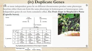 (iv) Duplicate Genes
• Two or more independent genes lie on different chromosomes produce same phenotype
therefore either them can form the same phenotype in homozygous or heterozygous state.
Independent genes do not form cumulative effect. Ex: Fruit shape in Shepherds’s Purse
(Capsella bursa).
 