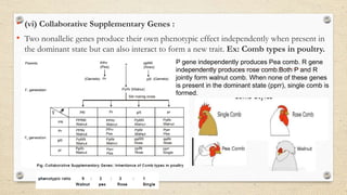 • (vi) Collaborative Supplementary Genes :
• Two nonallelic genes produce their own phenotypic effect independently when present in
the dominant state but can also interact to form a new trait. Ex: Comb types in poultry.
P gene independently produces Pea comb. R gene
independently produces rose comb.Both P and R
jointly form walnut comb. When none of these genes
is present in the dominant state (pprr), single comb is
formed.
 