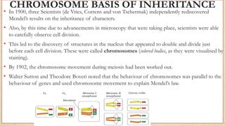 CHROMOSOME BASIS OF INHERITANCE
• In 1900, three Scientists (de Vries, Correns and von Tschermak) independently rediscovered
Mendel’s results on the inheritance of characters.
• Also, by this time due to advancements in microscopy that were taking place, scientists were able
to carefully observe cell division.
• This led to the discovery of structures in the nucleus that appeared to double and divide just
before each cell division. These were called chromosomes (colored bodies, as they were visualised by
staining).
• By 1902, the chromosome movement during meiosis had been worked out.
• Walter Sutton and Theodore Boveri noted that the behaviour of chromosomes was parallel to the
behaviour of genes and used chromosome movement to explain Mendel’s law.
 