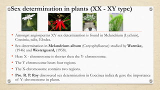 Sex determination in plants (XX - XY type)
• Amongst angiosperms XY sex determiantion is found in Melandrium (Lychnis),
Coccinia, salix, Elodea.
• Sex determination in Melandrium album (Caryophyllaceae) studied by Warmke,
(1946) and Westerguard, (1958).
• Here X - chromosome is shorter then the Y- chromosome.
• The Y chromosome bears four regions.
• The X-chromosome contains two regions.
• Pro. R. P. Roy discovered sex determination in Coccinea indica & gave the importance
of Y- chromosome in plants.
 